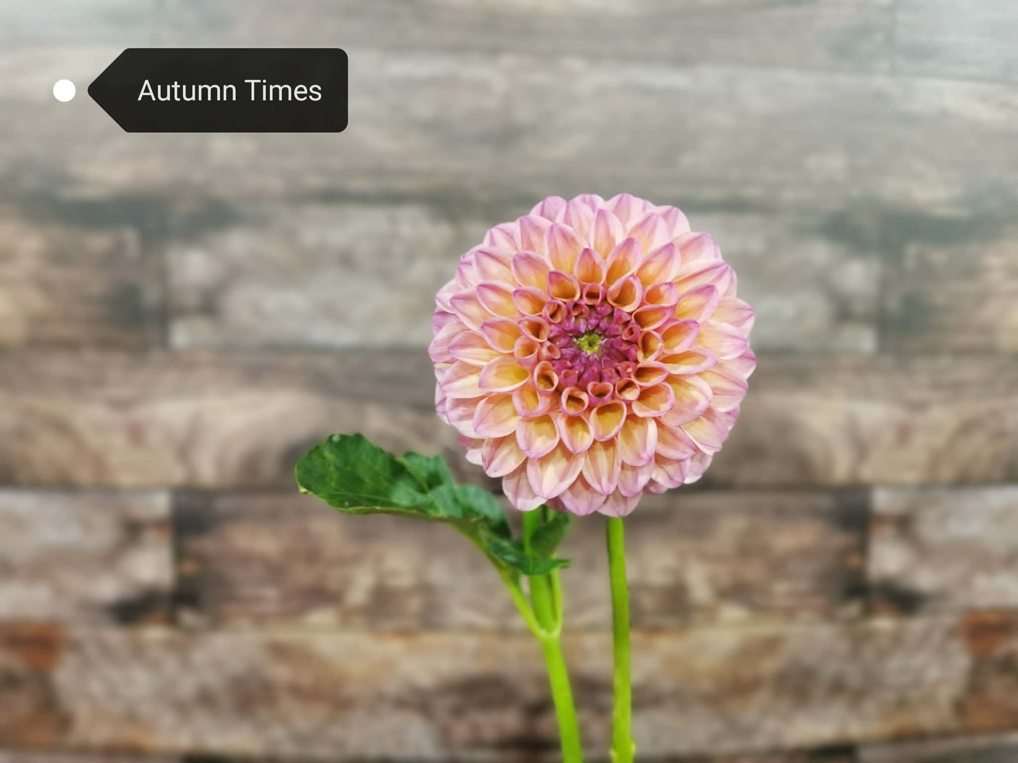 Autumn Times