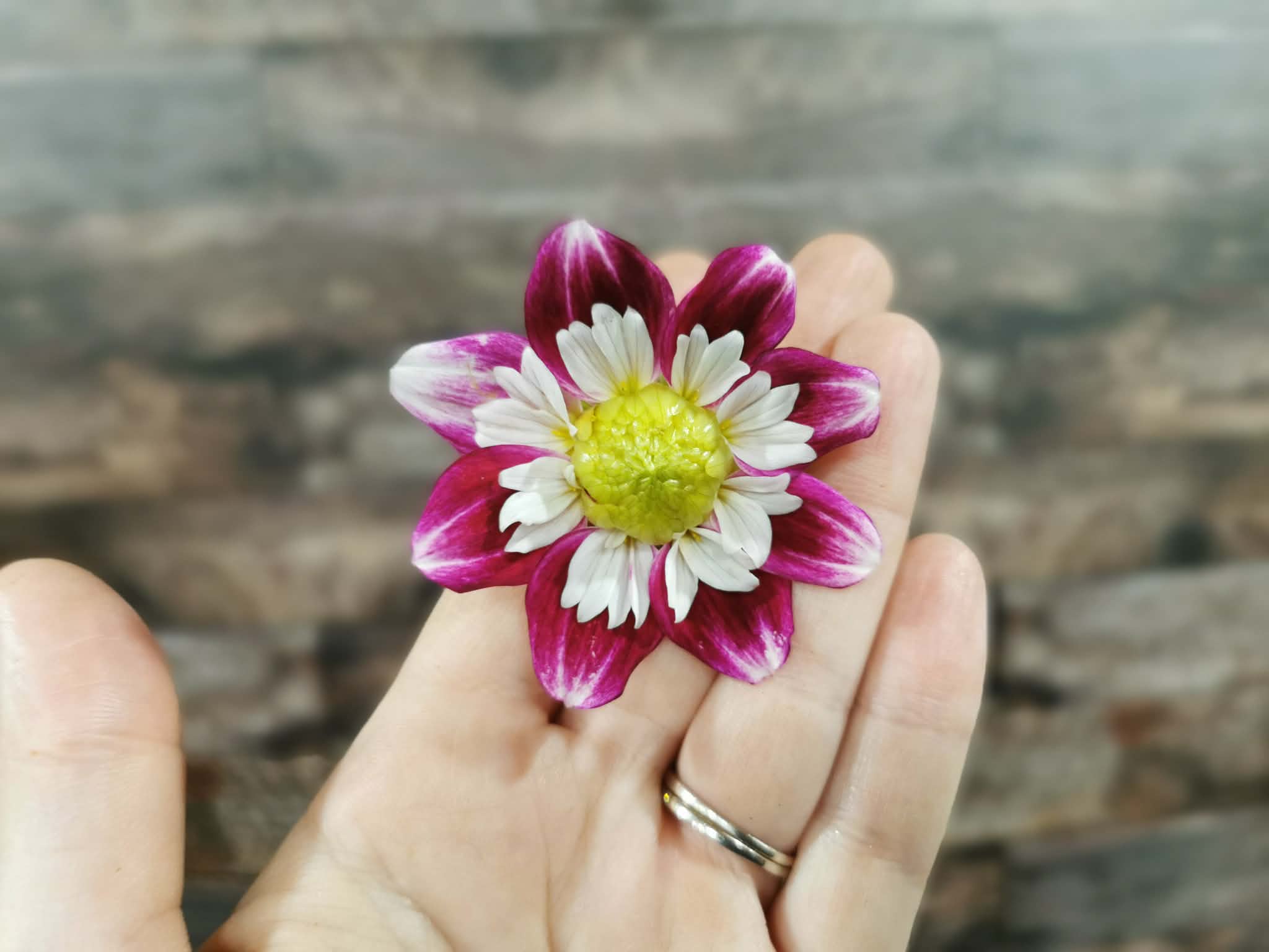 Beauty