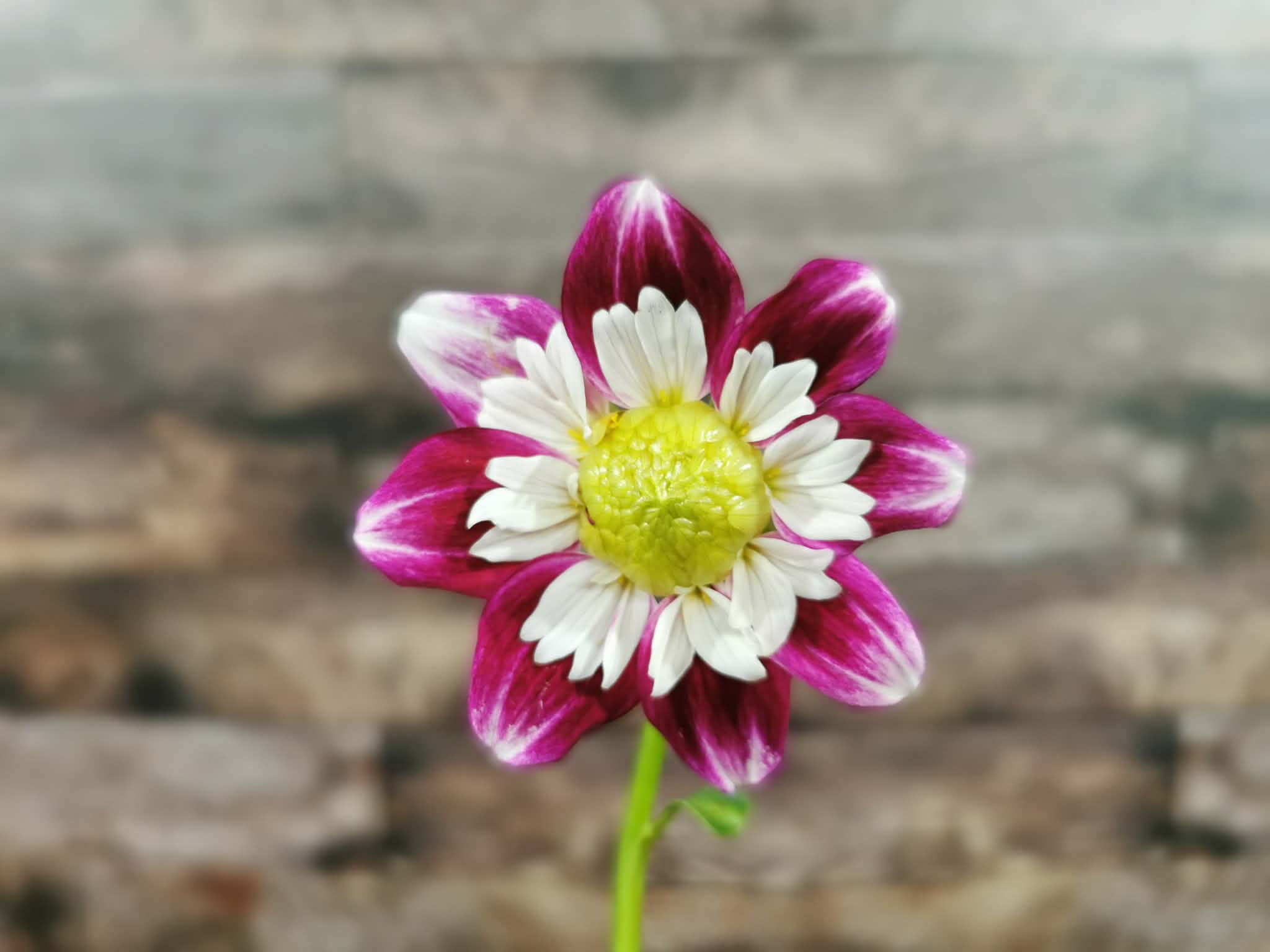 Beauty