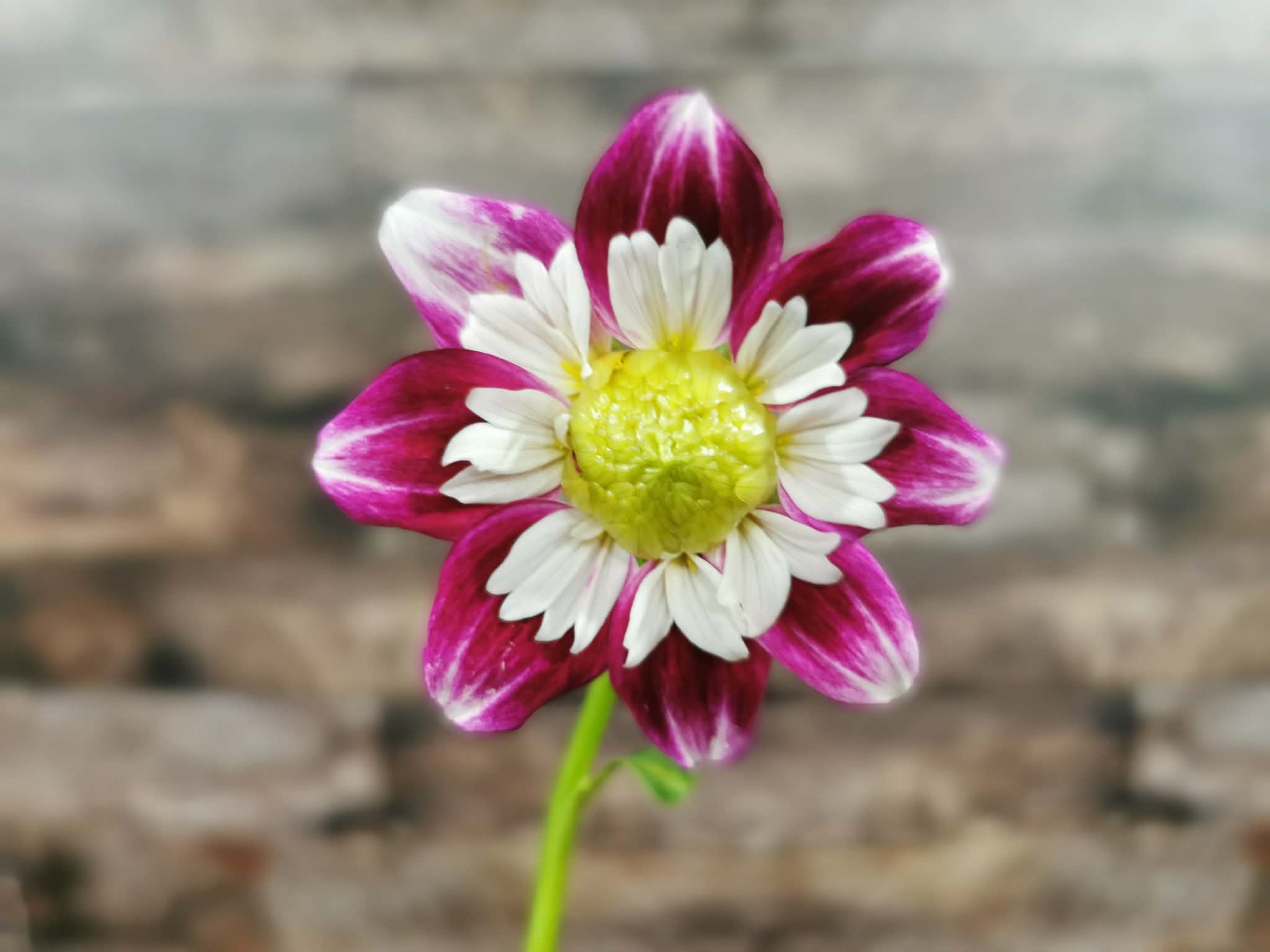 Beauty