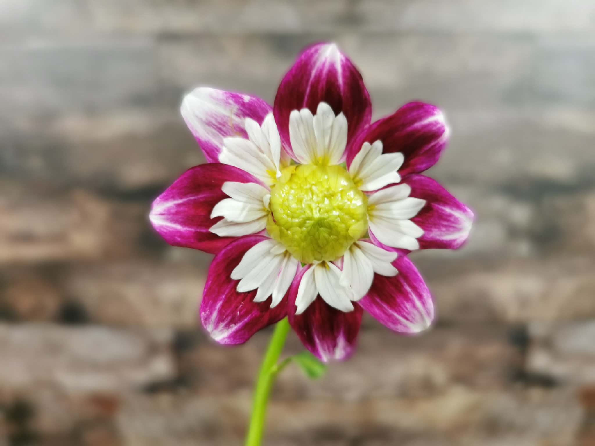 Beauty