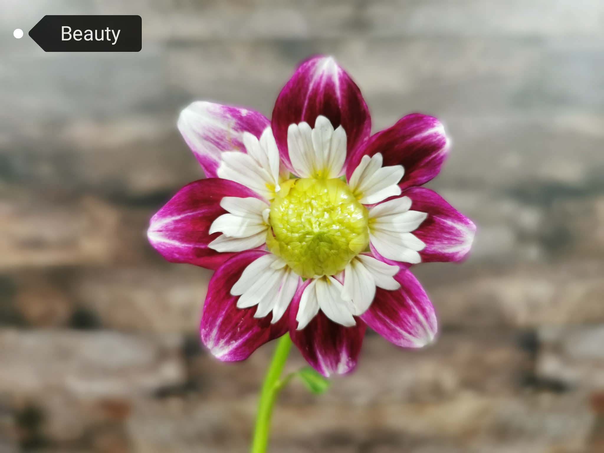 Beauty