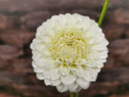 Boundary Snowflake