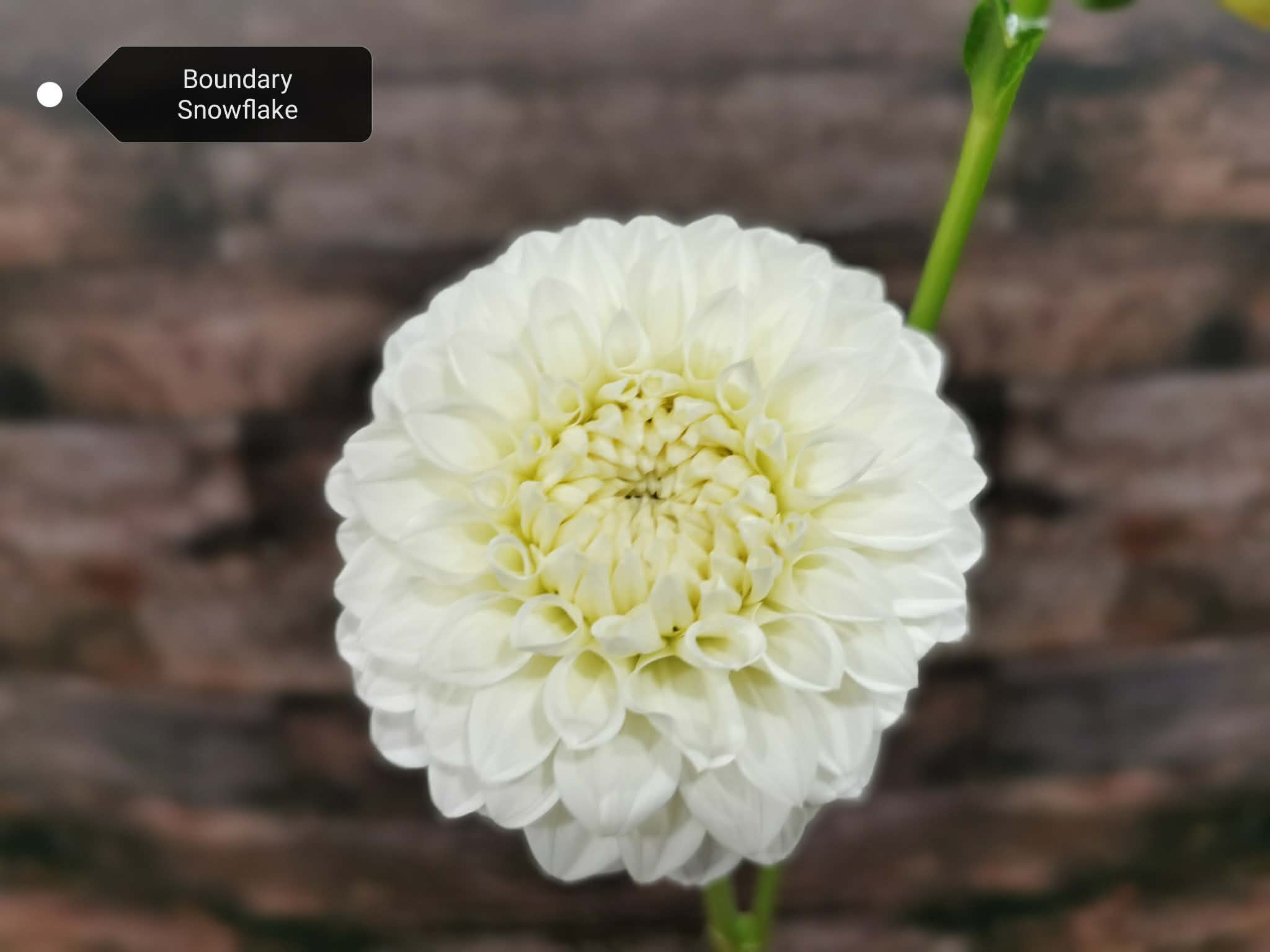 Boundary Snowflake