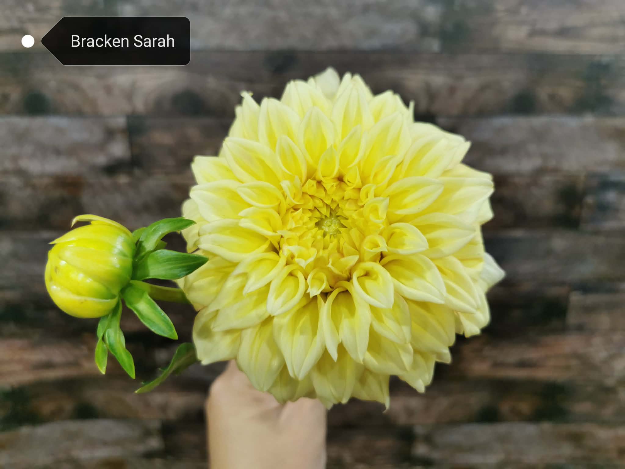 Bracken Sarah