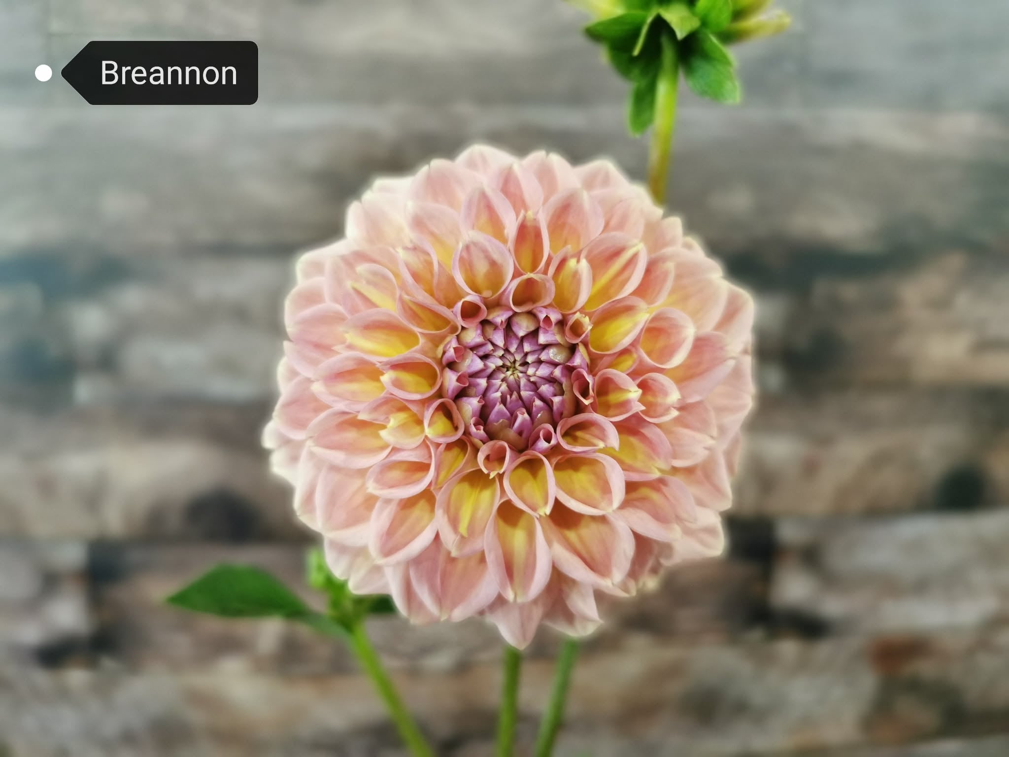 Breannon