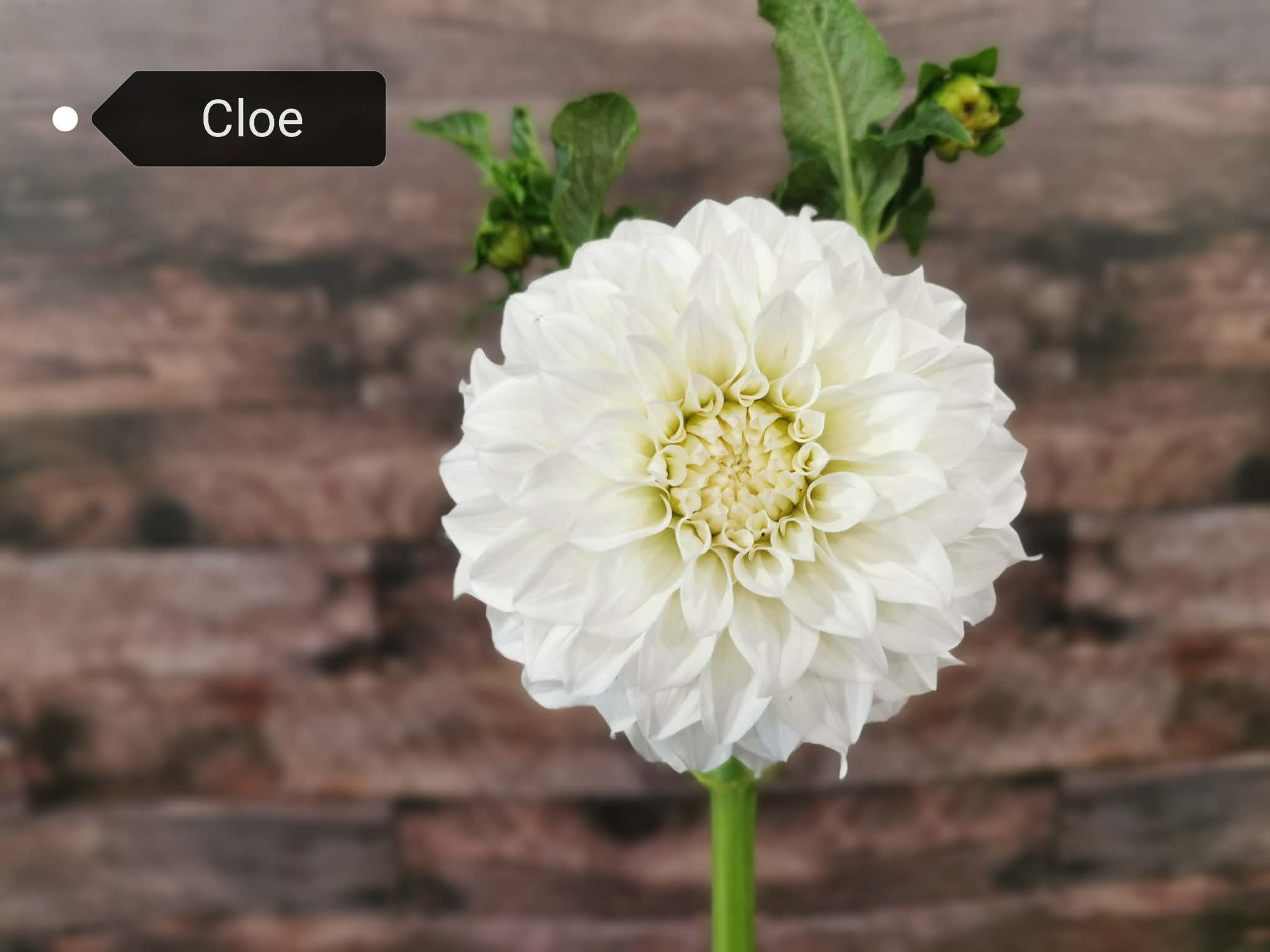 Cloe