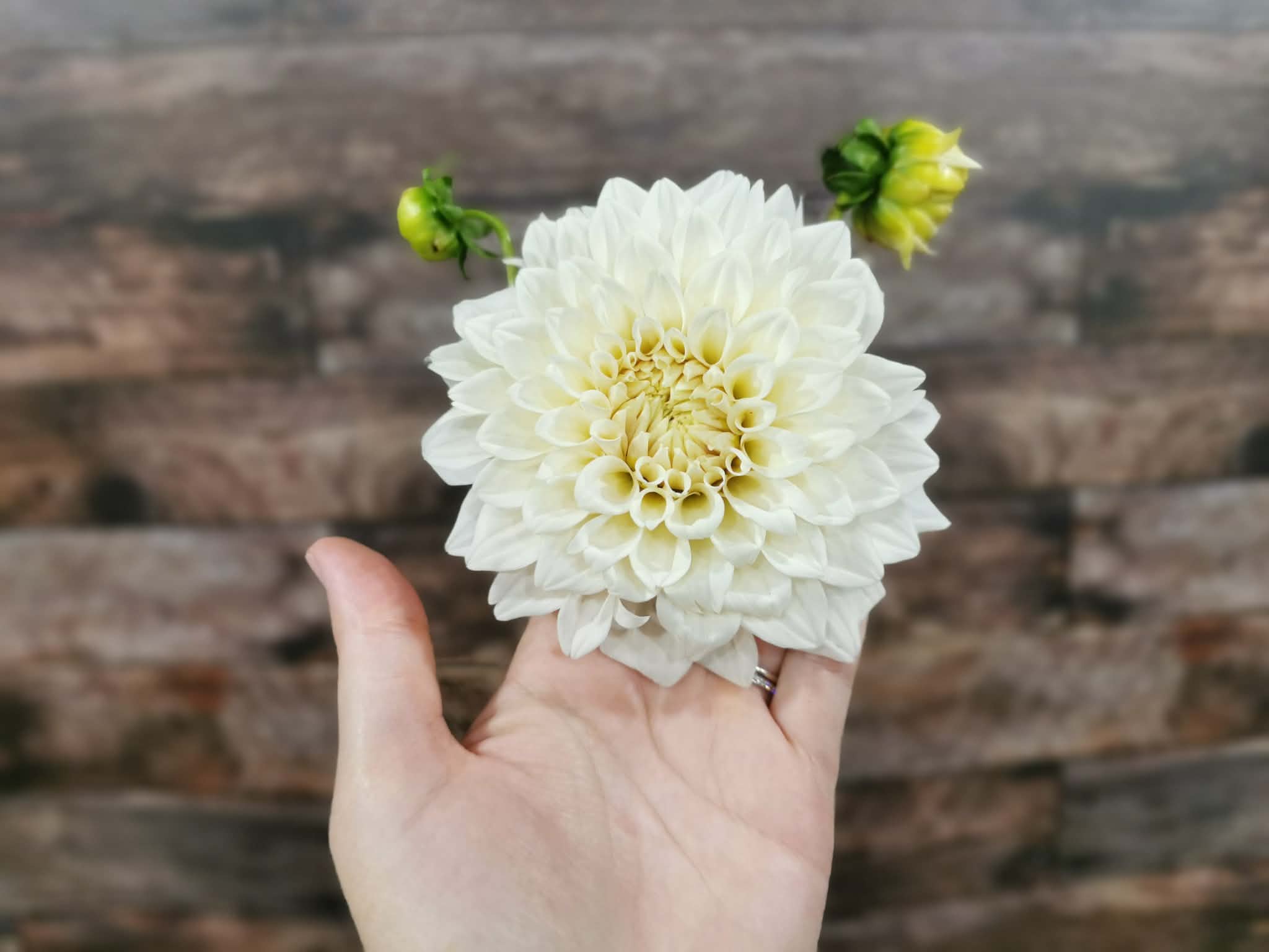 Coconut Ice