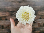 Coconut Ice