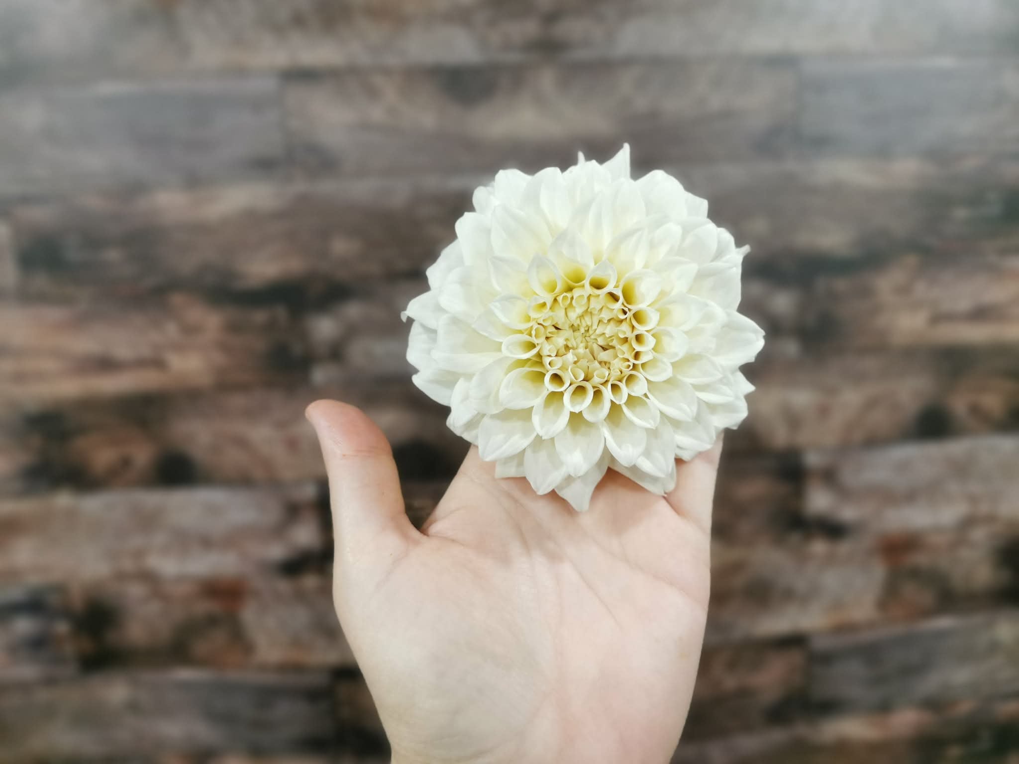 Coconut Ice