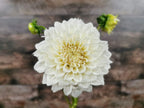 Coconut Ice