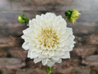 Coconut Ice