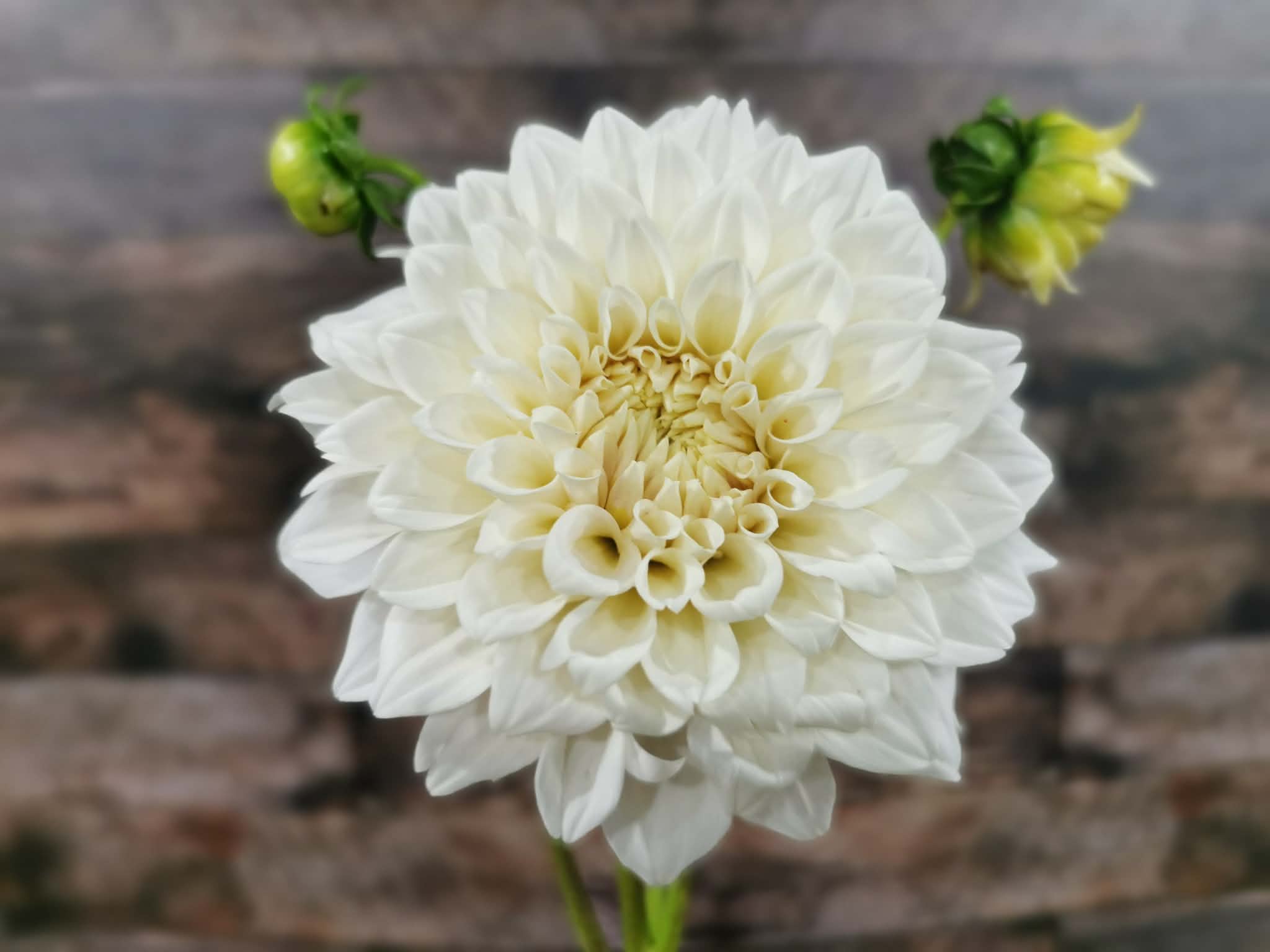 Coconut Ice