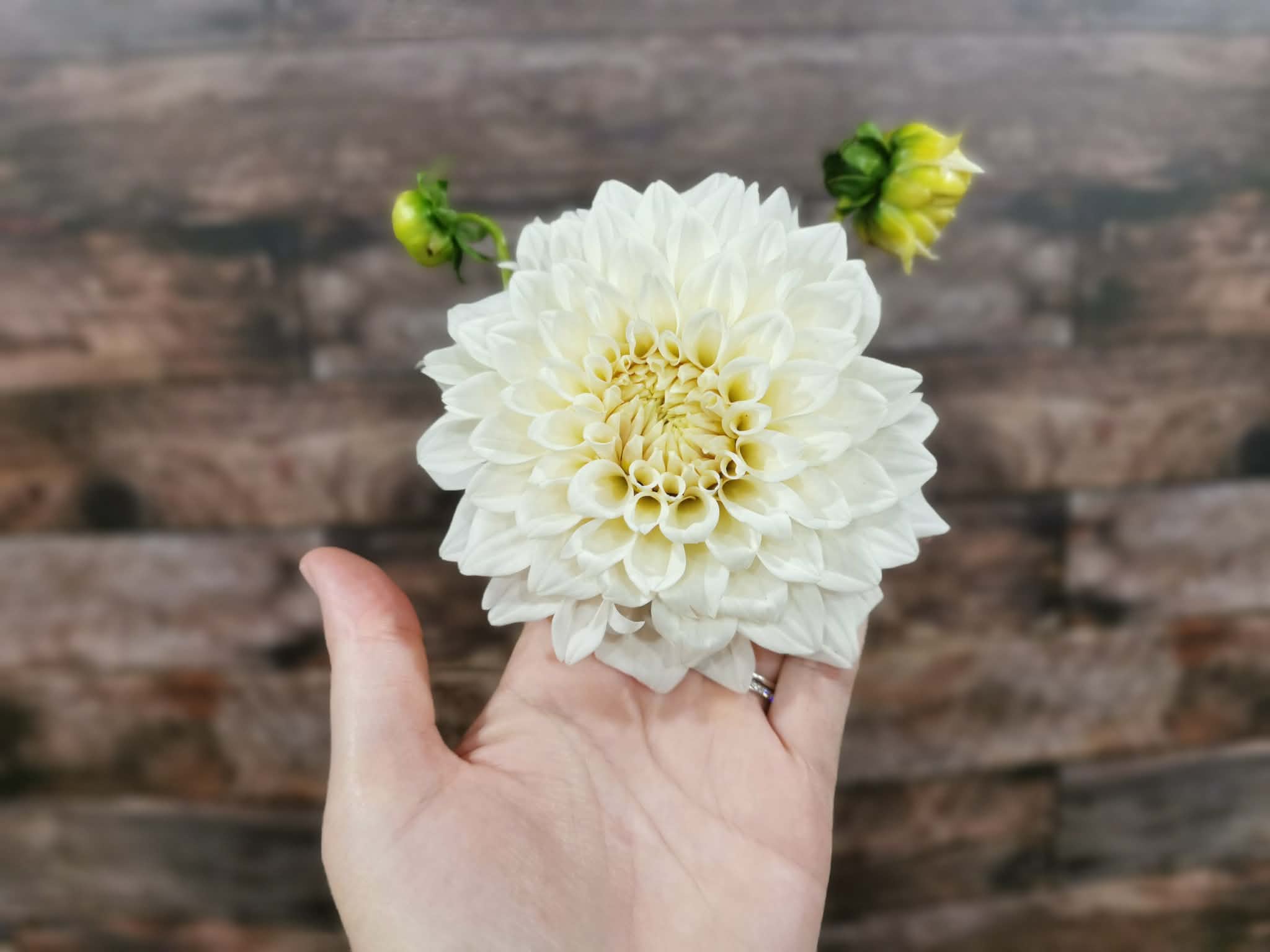 Coconut Ice