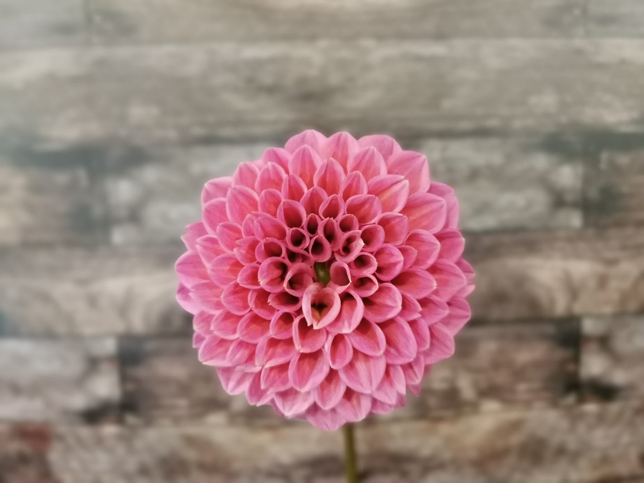 Coorabell Lily