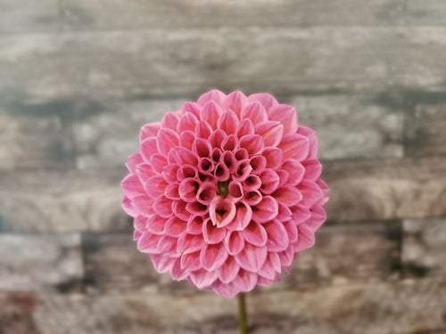 Coorabell Lily