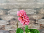 Coorabell Lily