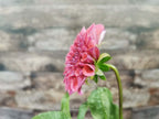 Coorabell Lily