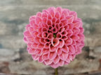 Coorabell Lily