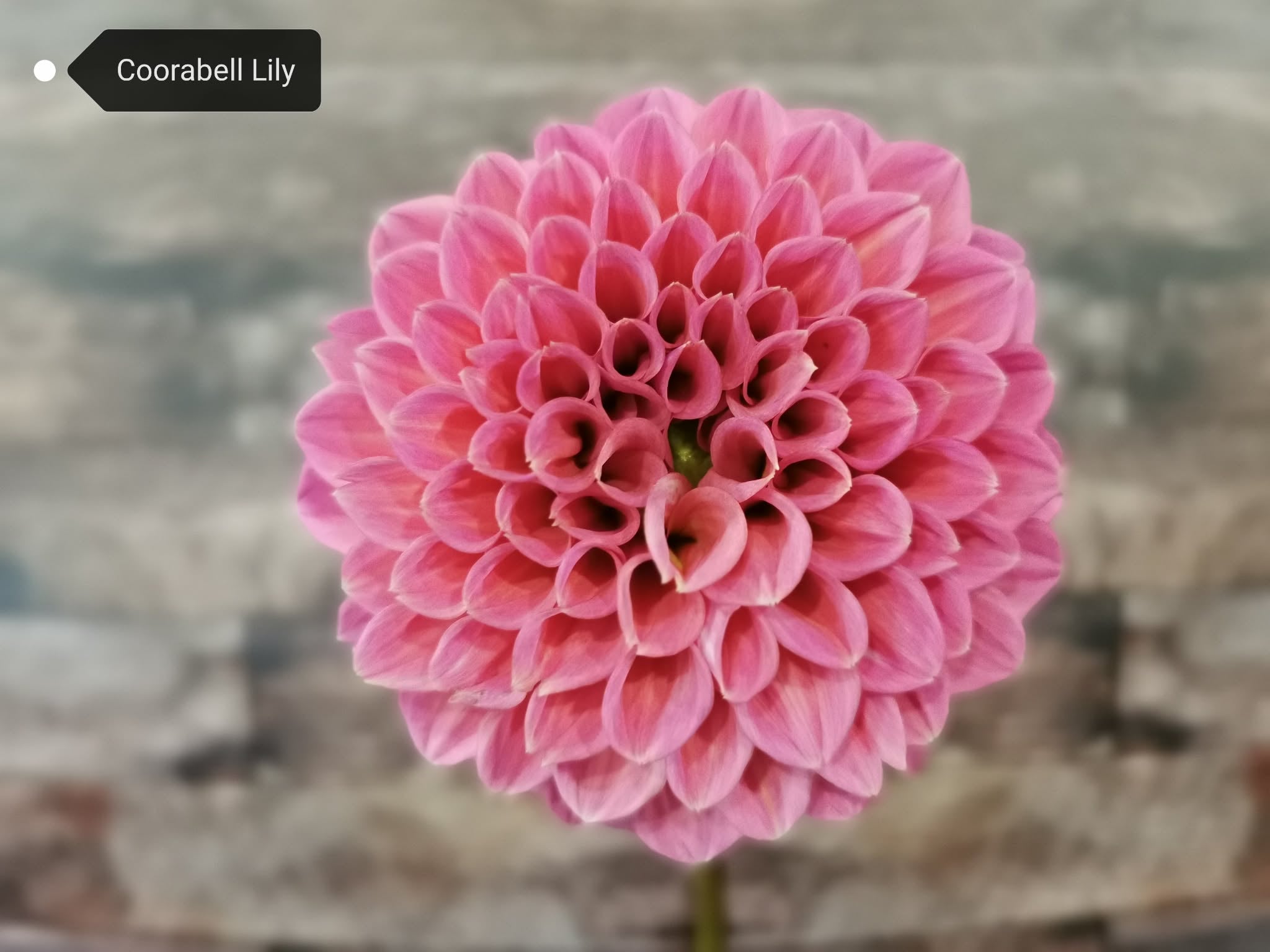 Coorabell Lily