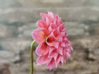 Coorabell Lily