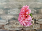 Coorabell Lily