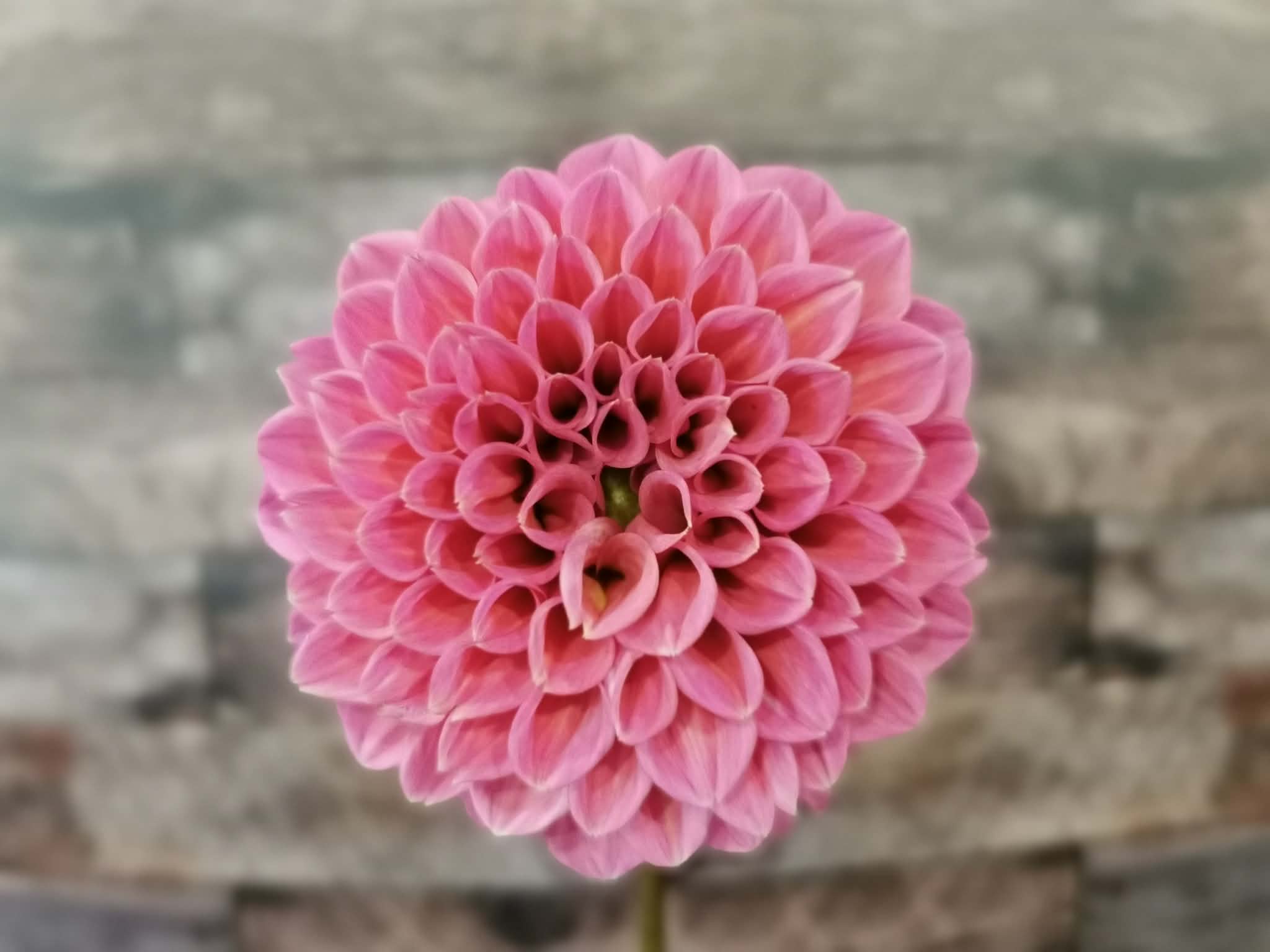 Coorabell Lily