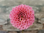Coorabell Lily