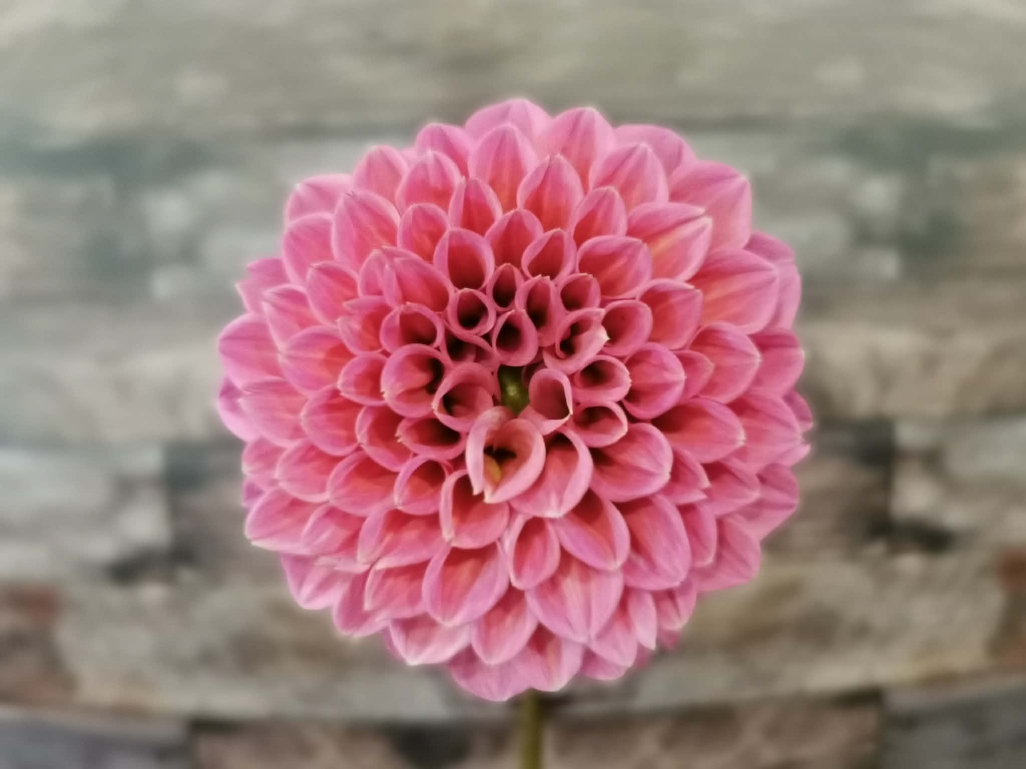 Coorabell Lily