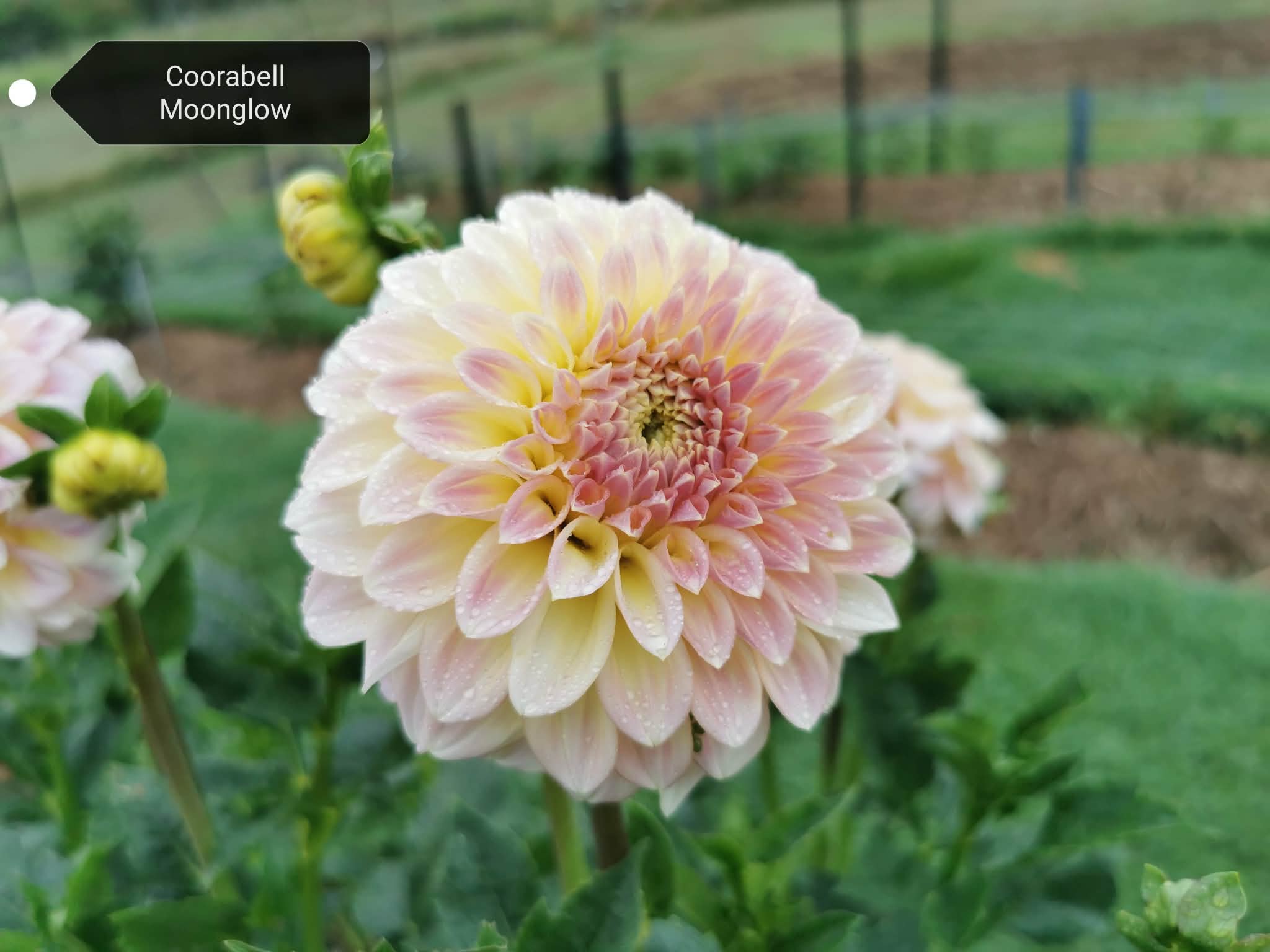 Coorabell Moonglow