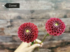 Cornel
