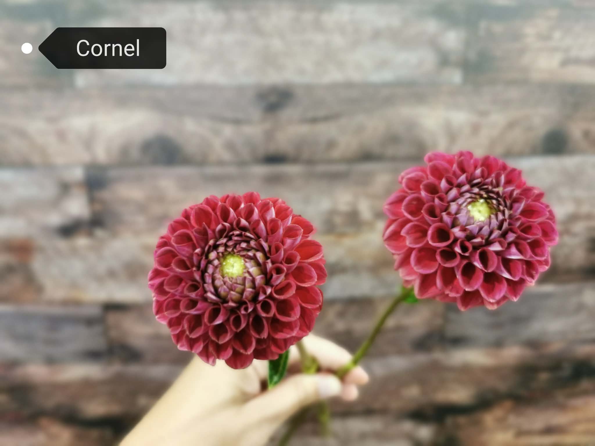 Cornel