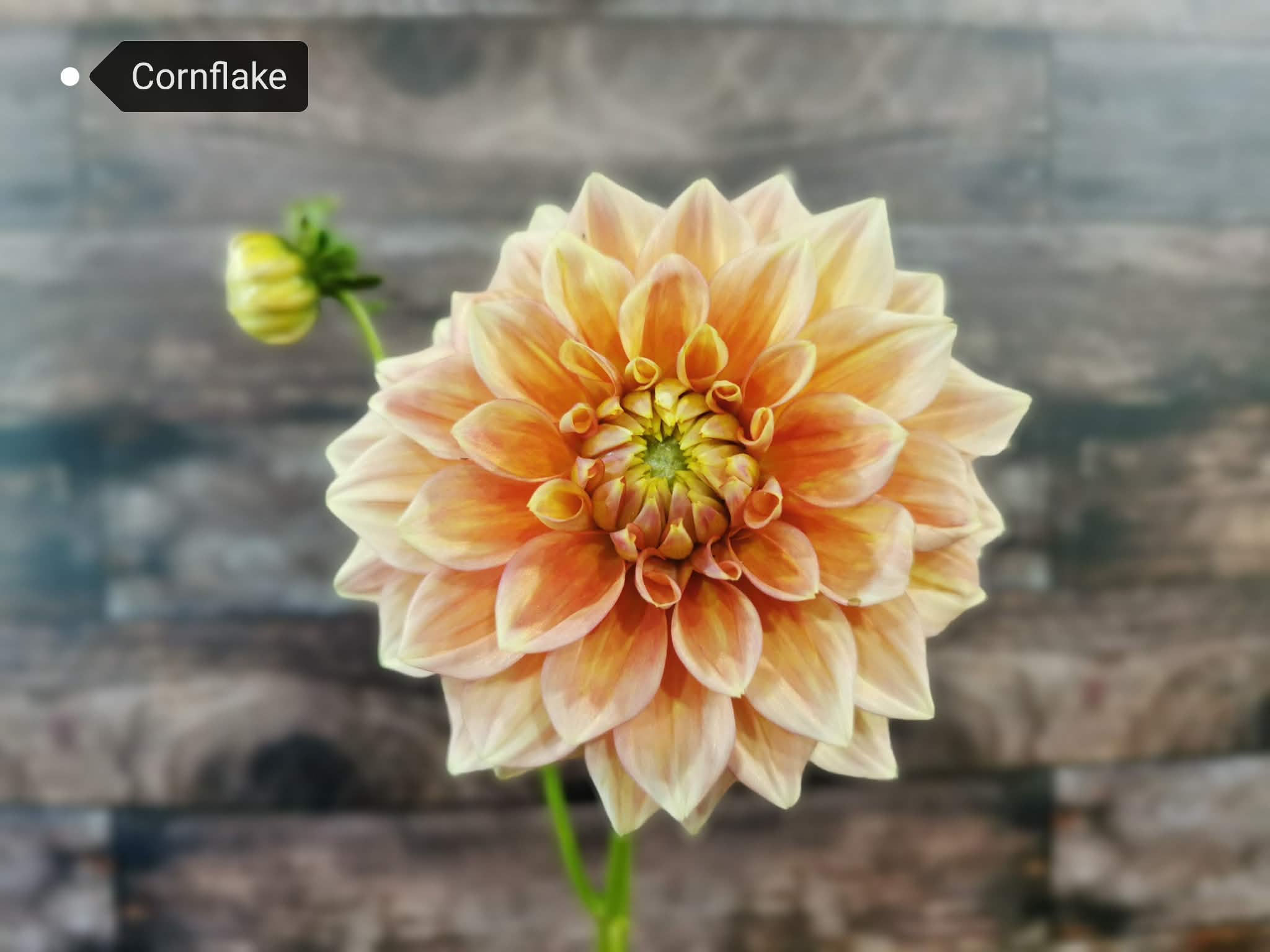 Cornflake