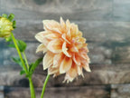 Cornflake