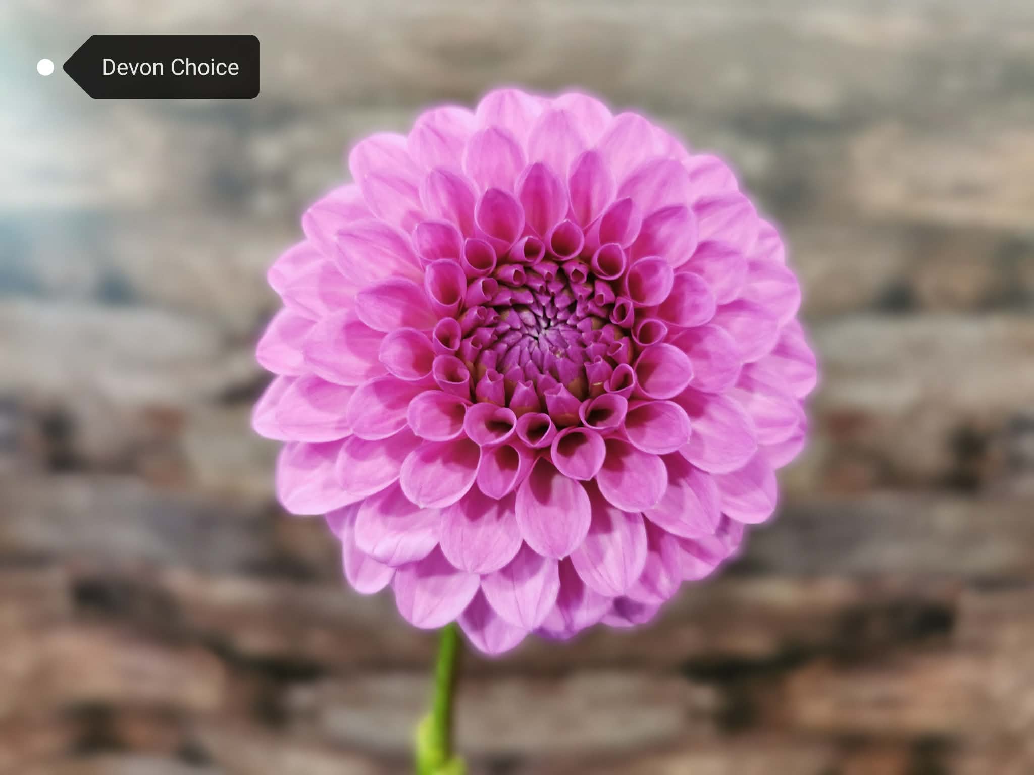 Devon Choice