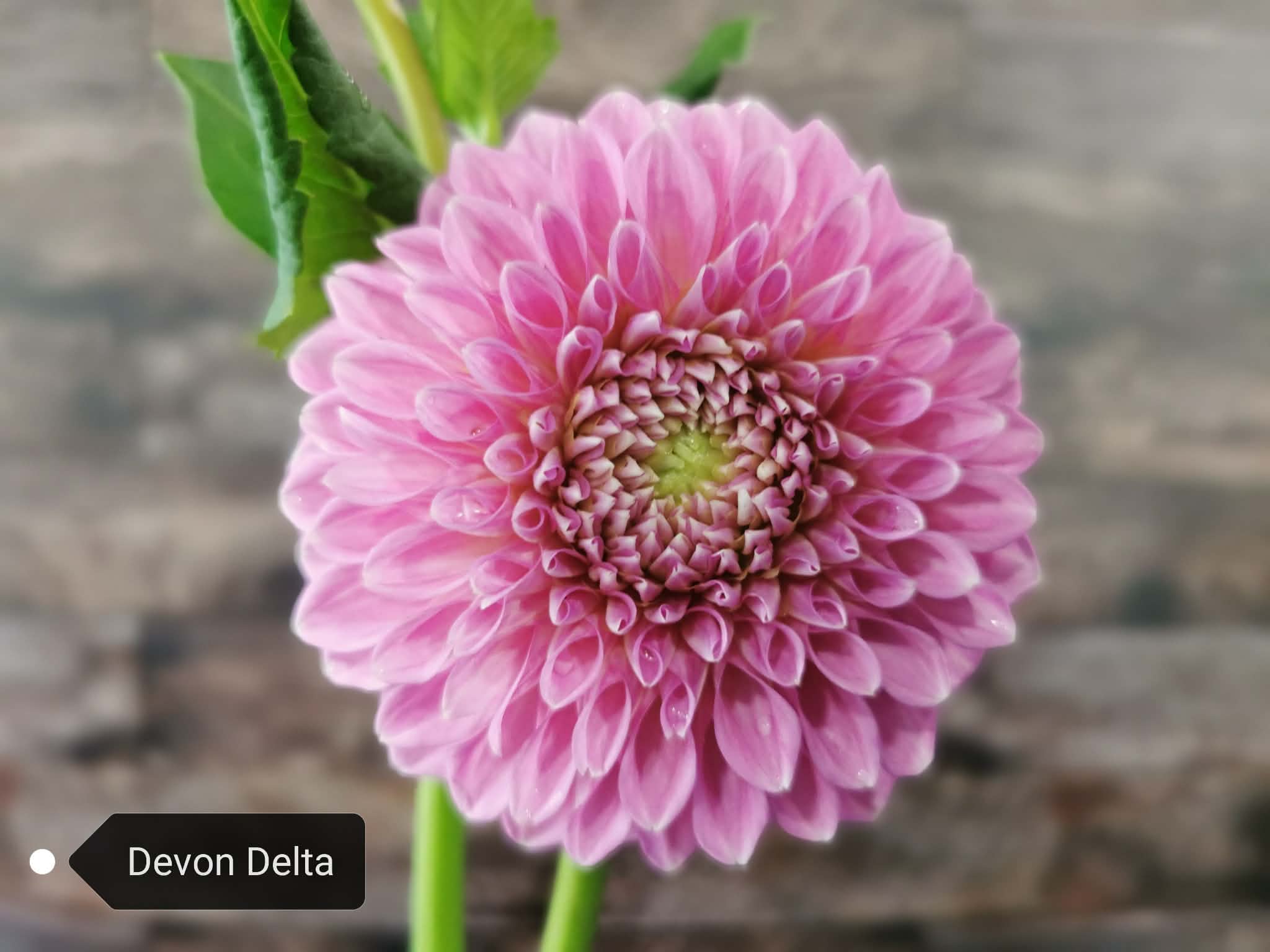 Devon Delta