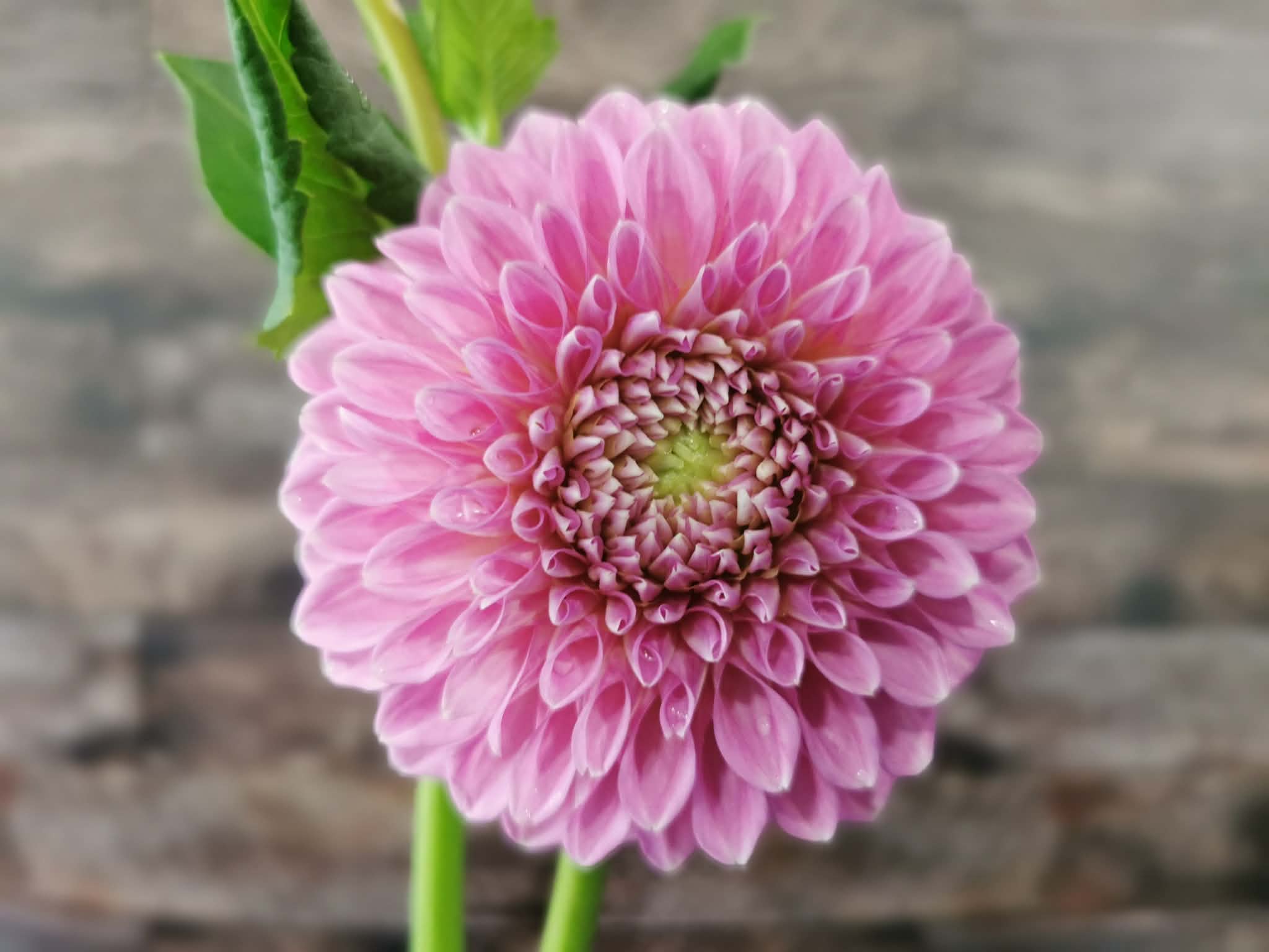 Devon Delta