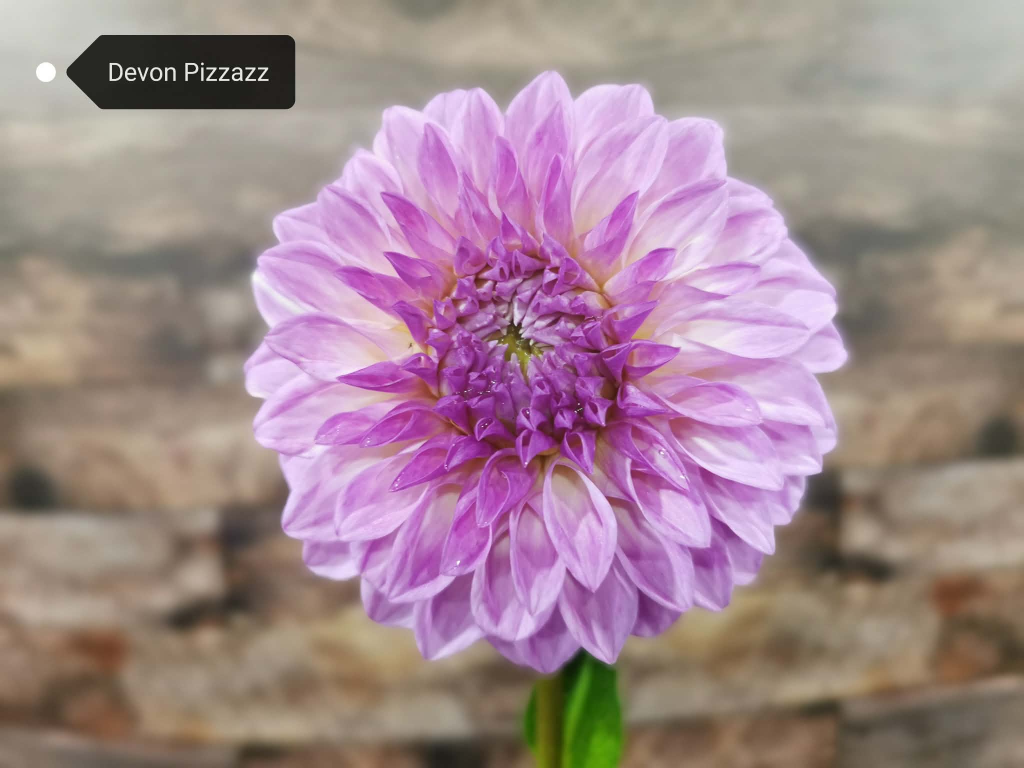 Devon Pizzazz