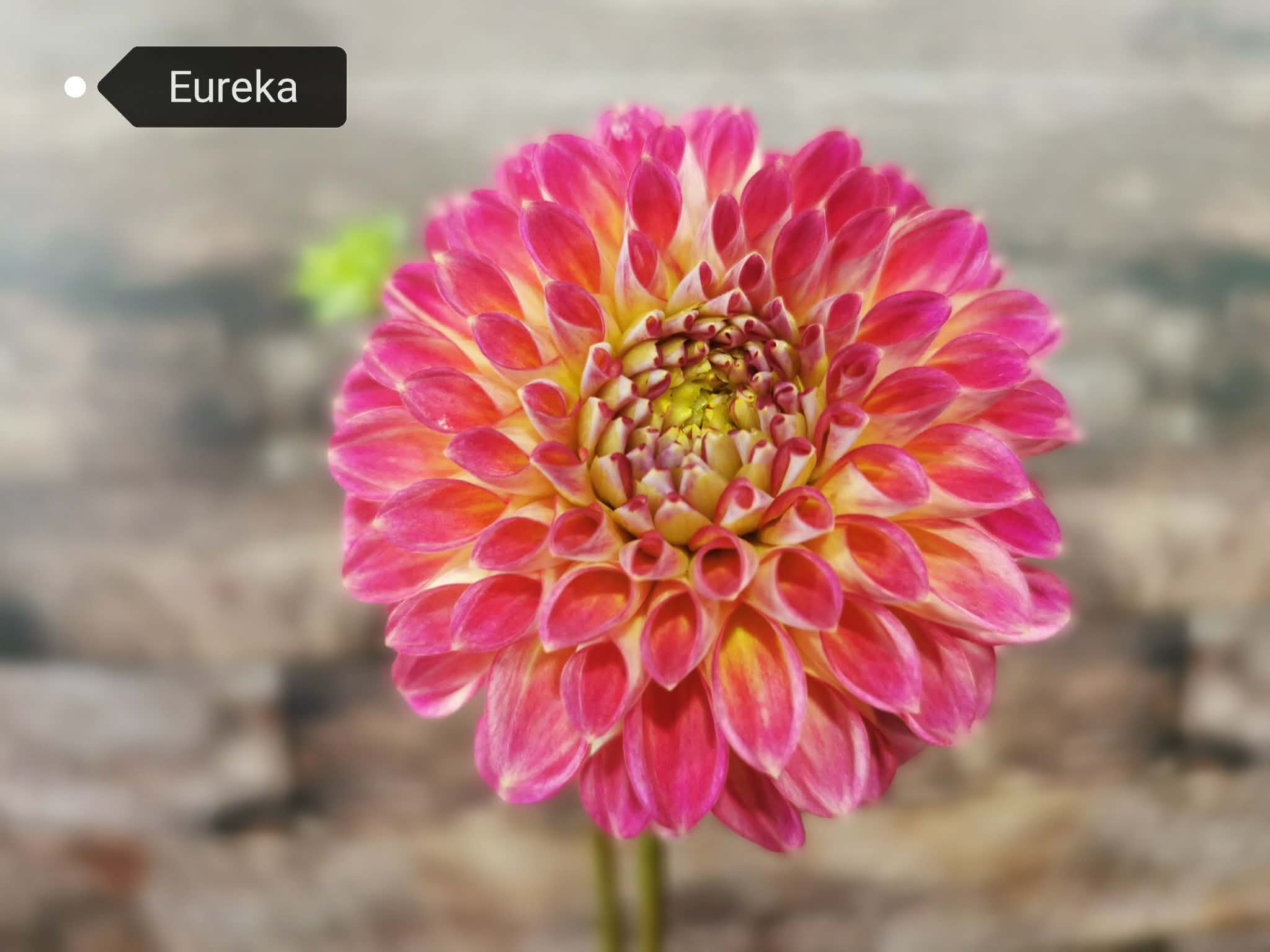 Eureka/First Prize