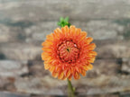 Florelie Angostura