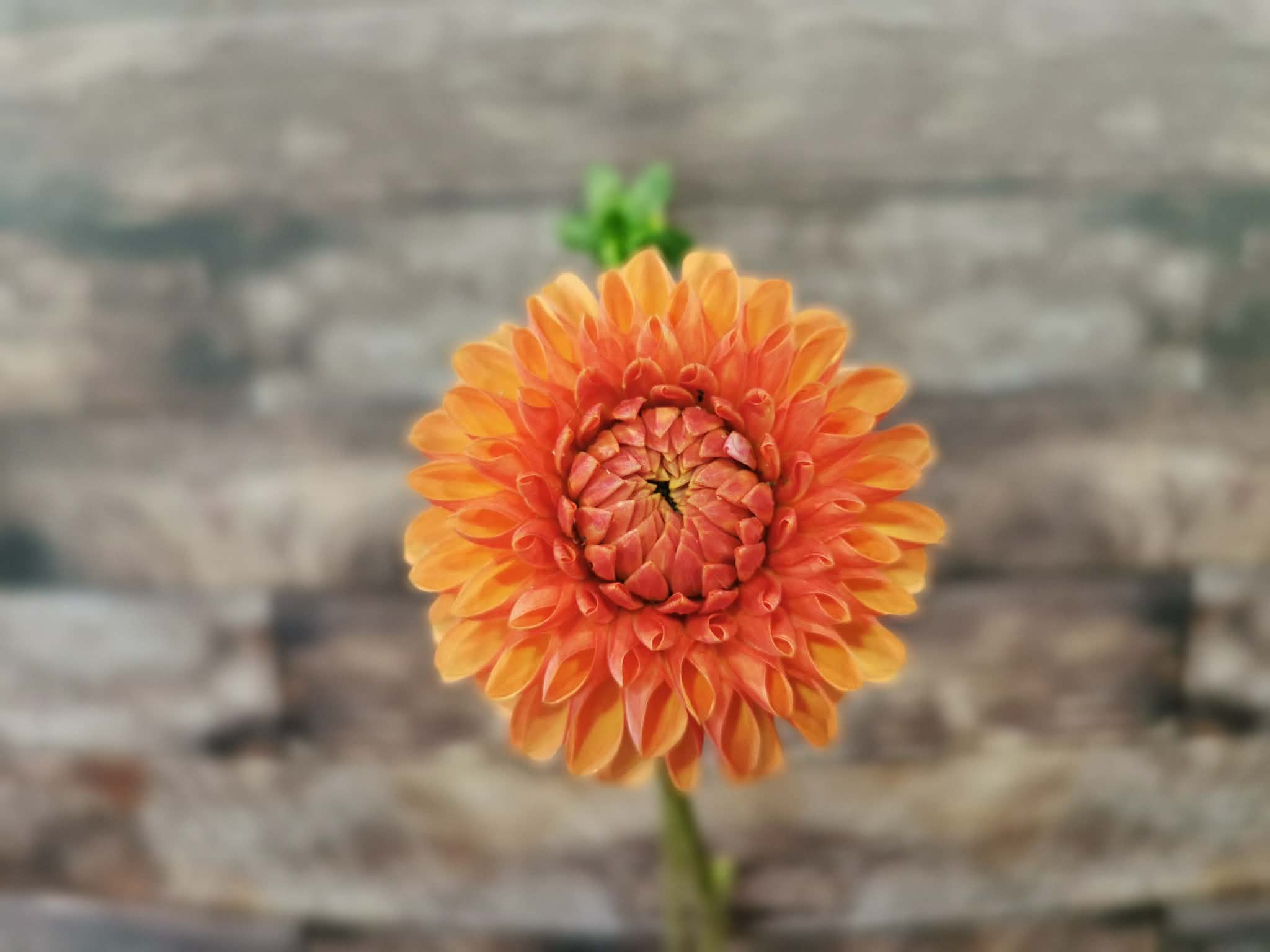 Florelie Angostura