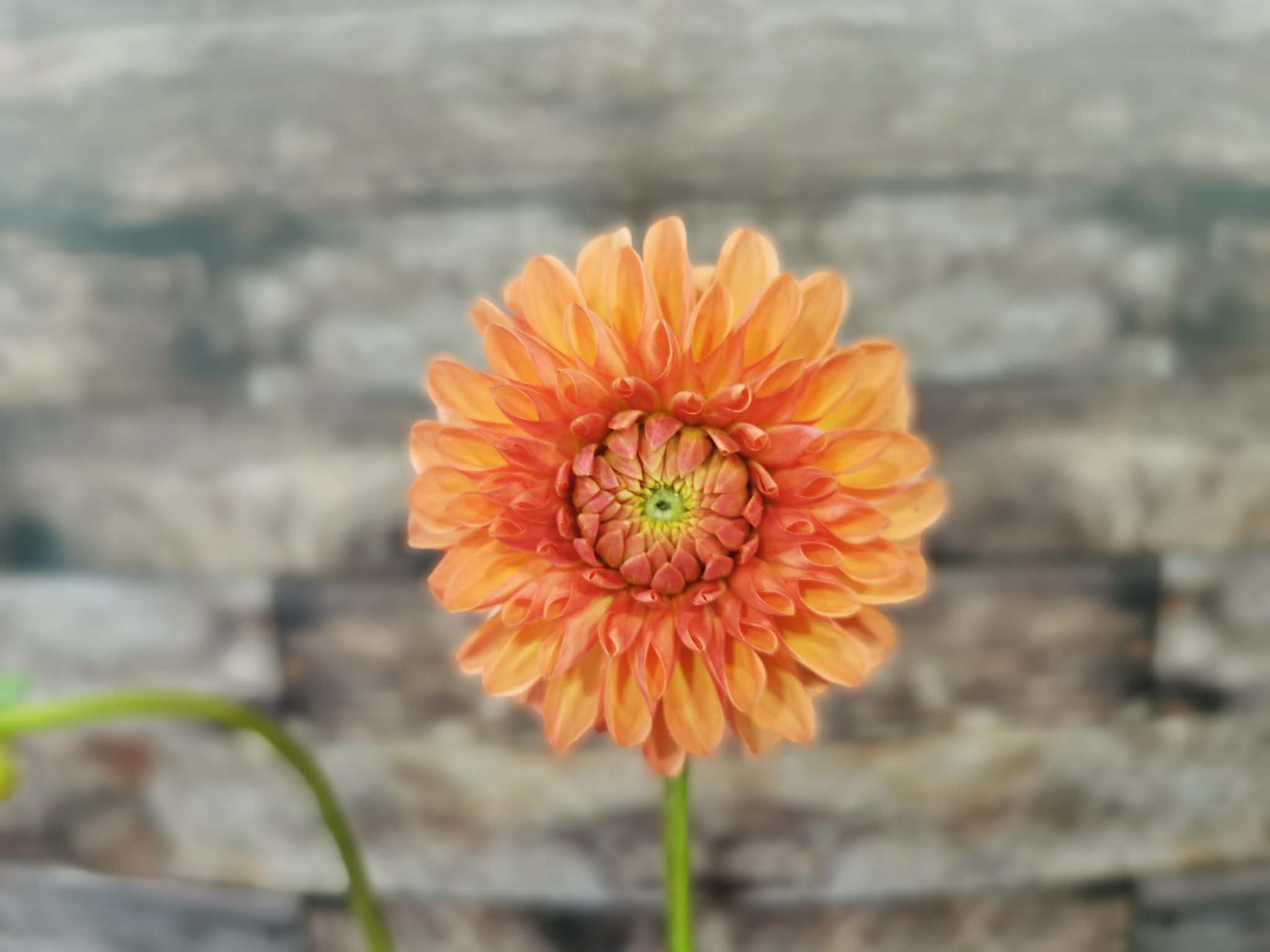 Florelie Angostura
