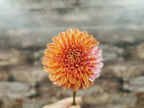 Florelie Angostura