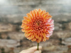Florelie Angostura