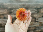Florelie Angostura