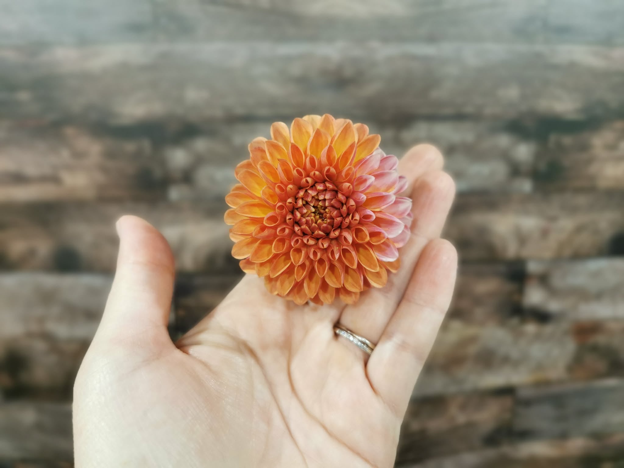 Florelie Angostura