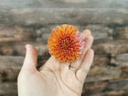 Florelie Angostura