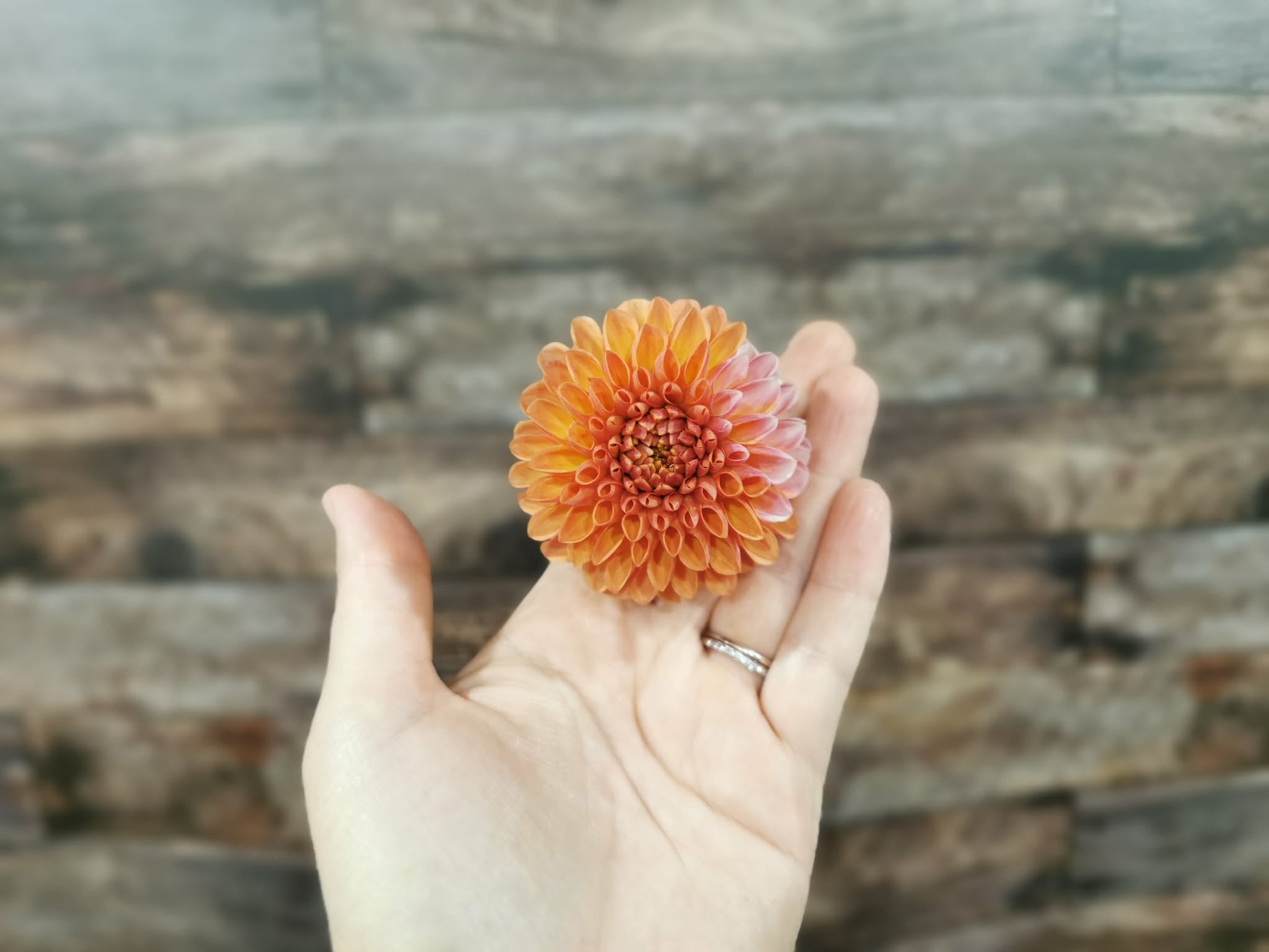 Florelie Angostura