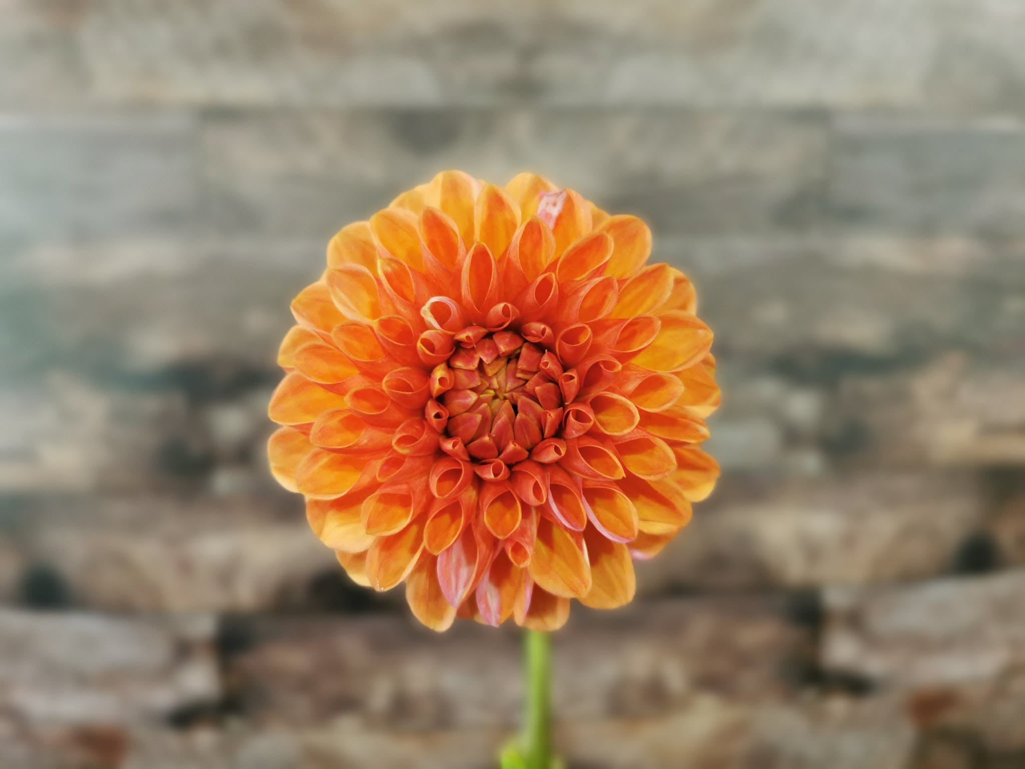 Florelie Angostura