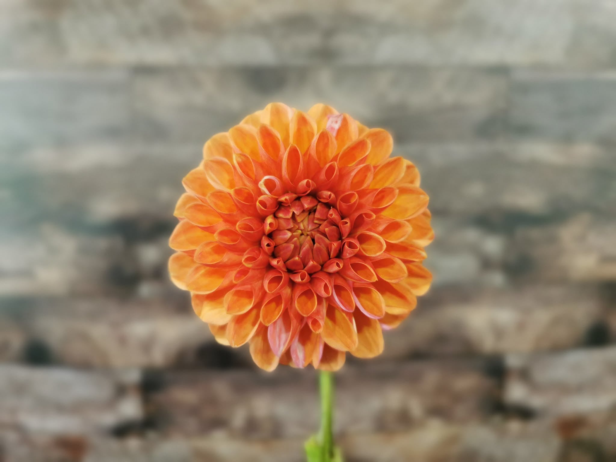 Florelie Angostura